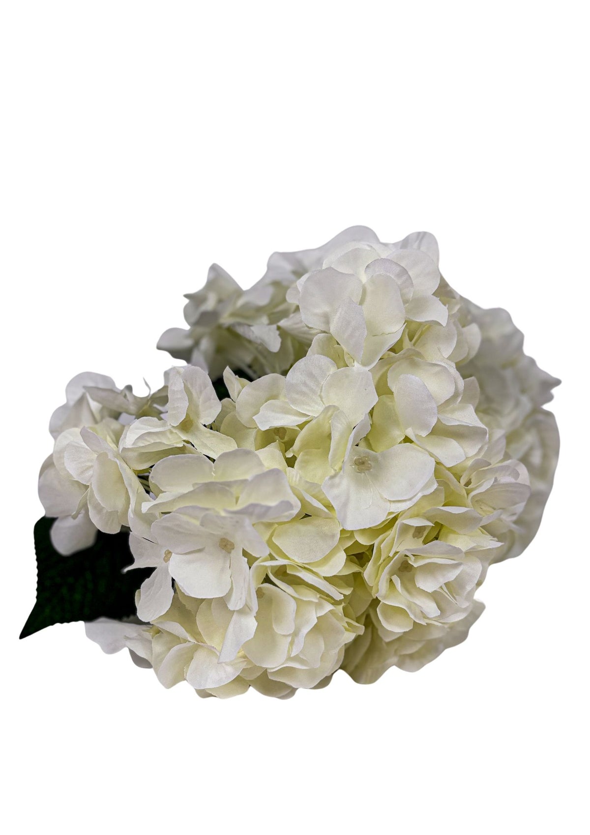 Hortensie 42cm