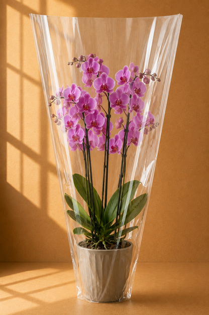 Set 100 pungi  transparente conice pt crizanteme mare